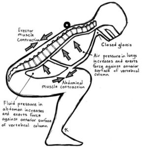 imafe of breathing to squat lower
